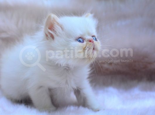 Bal Kedi̇mi̇z İran Persian görsel