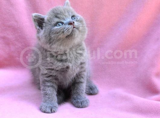 Yuvarlak Kafa Gri̇ British Shorthair Yavrumuz görsel