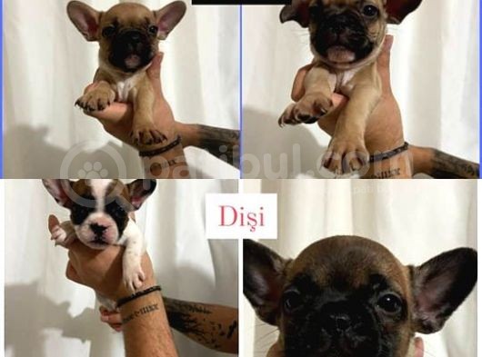 50 Günlük 2 Erkek 3 Dişi Fawn-Red Fawn- Pied Fransız Bulldog Yavru