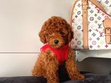 Orji̇nal Toy Poddle