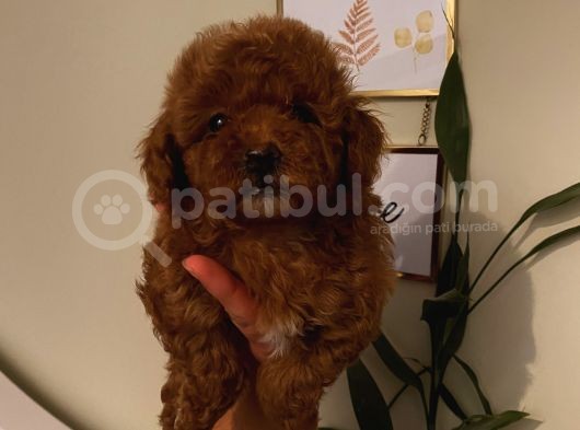 Safkan Aşılı Pasaportlu Toypoodle Bebeklerimiz görsel