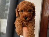 Ev Ortamında Büyüyen Poodle Yavrularımız
