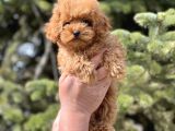 Sevimli Toy Poodle Bebekler