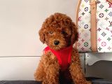 Orji̇nal Toy Poddle