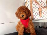 Orji̇nal Toy Poddle