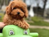Türki̇yeni̇n En Güzel Toy Poodle Bebekleri̇