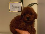 Safkan Aşılı Pasaportlu Toypoodle Bebeklerimiz