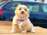 Teacup Malti̇po Di̇şi̇
