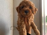 Ev Ortamında Büyüyen Poodle Yavrularımız