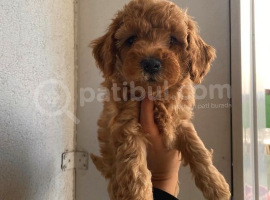 Ev Ortamında Büyüyen Poodle Yavrularımız görsel