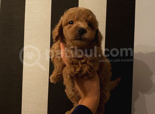 Ev Ortamında Büyüyen Poodle Yavrularımız görsel