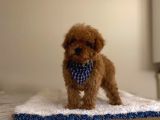 Orji̇nal Red Poodle Yavrumuz
