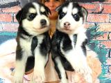 Husky Si̇bi̇rya Kurdu Bebekler Irk Garanti̇li̇