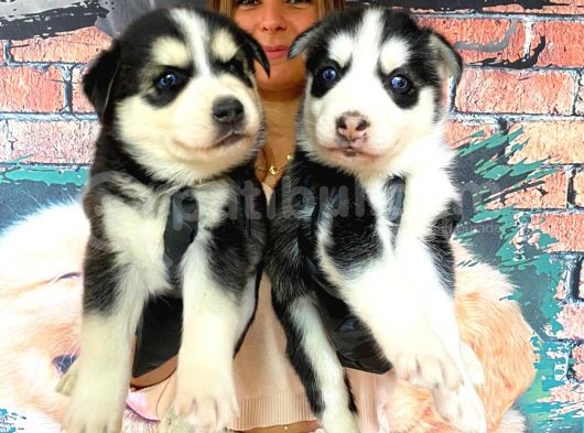 Husky Si̇bi̇rya Kurdu Bebekler Irk Garanti̇li̇ görsel