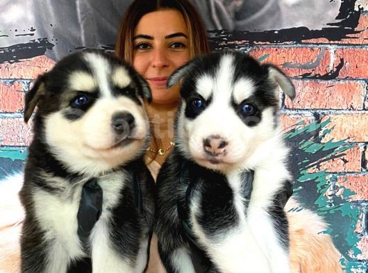 Husky Si̇bi̇rya Kurdu Bebekler Irk Garanti̇li̇