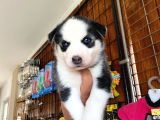 Husky Si̇bi̇rya Kurdu Bebekler Irk Garanti̇li̇
