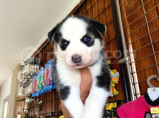 Husky Si̇bi̇rya Kurdu Bebekler Irk Garanti̇li̇ görsel