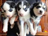 Husky Si̇bi̇rya Kurdu Bebekler Irk Garanti̇li̇