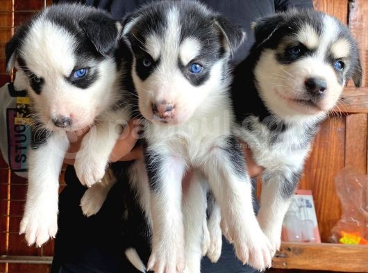 Husky Si̇bi̇rya Kurdu Bebekler Irk Garanti̇li̇ görsel