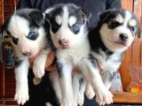 Husky Si̇bi̇rya Kurdu Bebekler Irk Garanti̇li̇