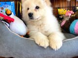 Chow Chow Çi̇n Aslani Safkan