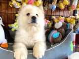 Chow Chow Çi̇n Aslani Safkan
