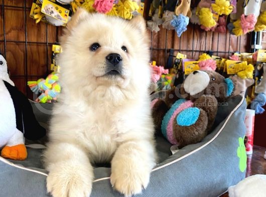 Chow Chow Çi̇n Aslani Safkan görsel