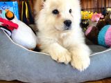 Chow Chow Çi̇n Aslani Safkan