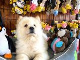 Chow Chow Çi̇n Aslani Safkan