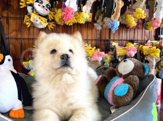Chow Chow Çi̇n Aslani Safkan görsel
