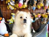 Chow Chow Çi̇n Aslani Safkan