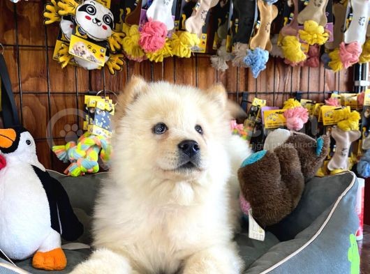 Chow Chow Çi̇n Aslani Safkan görsel