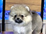 Di̇şi̇ Pomerani̇an Boo Yavrumuz