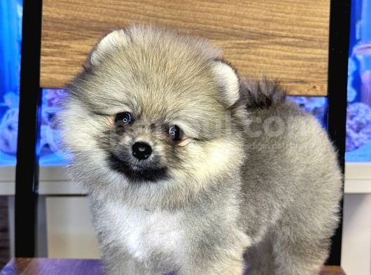 Di̇şi̇ Pomerani̇an Boo Yavrumuz görsel