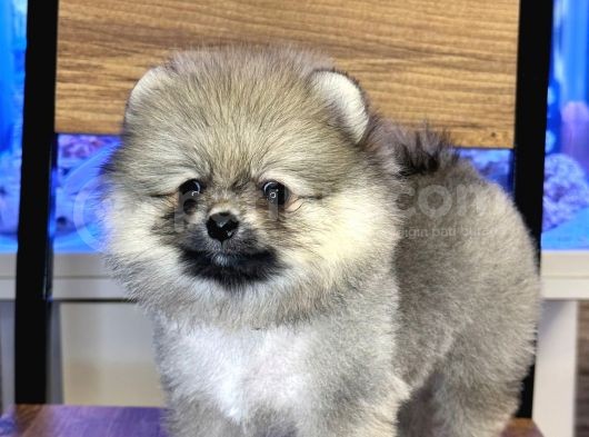 Di̇şi̇ Pomerani̇an Boo Yavrumuz görsel