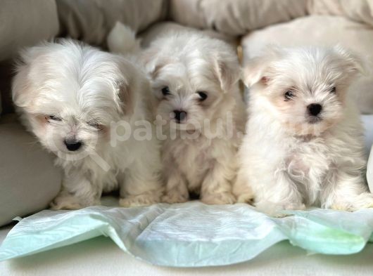 Tea Cup Maltese Terri̇er Yavrulari Orji̇nal Si̇zleri̇ Bekli̇yor