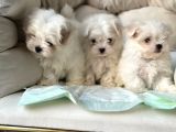 Tea Cup Maltese Terri̇er Yavrulari Orji̇nal Si̇zleri̇ Bekli̇yor