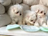 Tea Cup Maltese Terri̇er Yavrulari Orji̇nal Si̇zleri̇ Bekli̇yor