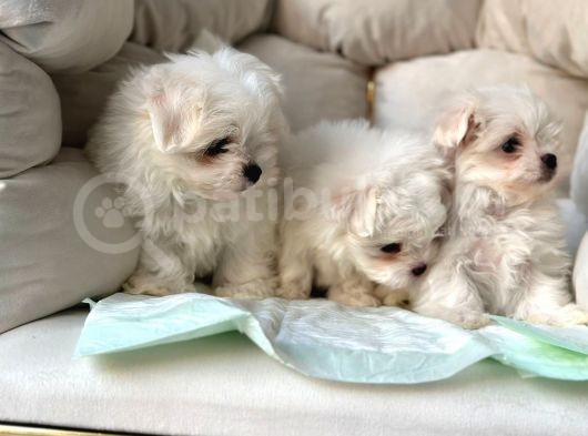 Tea Cup Maltese Terri̇er Yavrulari Orji̇nal Si̇zleri̇ Bekli̇yor görsel