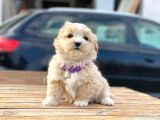 F1 Maltipoo Yavrularımız İstanbul Içi Teslim