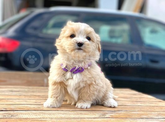F1 Maltipoo Yavrularımız İstanbul Içi Teslim
