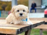 F1 Maltipoo Yavrularımız İstanbul Içi Teslim