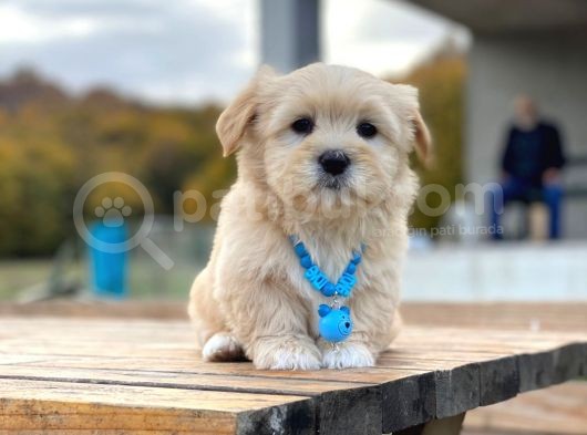F1 Maltipoo Yavrularımız İstanbul Içi Teslim görsel