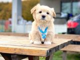 F1 Maltipoo Yavrularımız İstanbul Içi Teslim