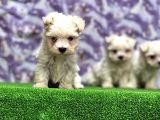 Resmi̇ Üreti̇ci̇den Maltese Terri̇er Yavrular
