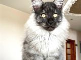 Mainecoon Blacksmoke Erkek Secereli Ve Faturalı