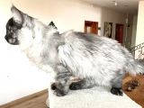 Mainecoon Blacksmoke Erkek Secereli Ve Faturalı