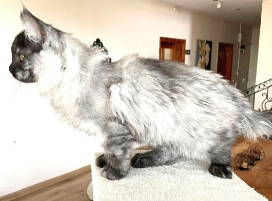 Mainecoon Blacksmoke Erkek Secereli Ve Faturalı görsel