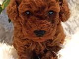 Safkan Aa Kalite Toy Poodle Yavrular