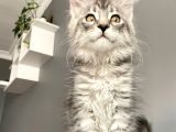 Mainecoon Silver Dişi Secereli Ve Faturalı